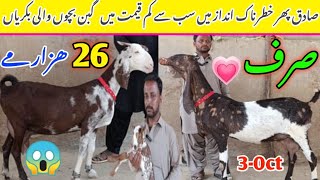 Sadiq goat farm visit gulabi kamori teddy pateri makka chini latest update 3Oct2024 lalukhet [upl. by Yaj952]