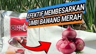 Mengejutkan  bahan organik ini bisa memperbesar umbi bawang merah [upl. by Tobias]