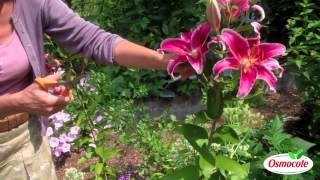 How To Prune Lilies [upl. by Amatruda]