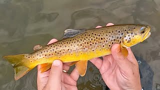 Tenkara in the Iowa Driftless  Vlog 69 [upl. by Anirtik]