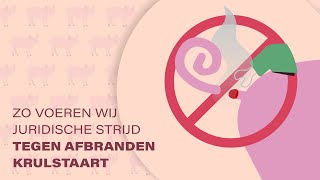 Krulstaart  Varkens in Nood voert juridische strijd tegen afbranden krulstaarten [upl. by Ambrosio16]