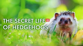 Discover the Fascinating Lives of Adorable Hedgehogs in 4K [upl. by Mccully]