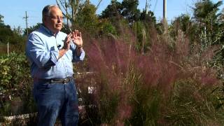 Pink muhly grass adds grace and color to landscapes [upl. by Vachell]