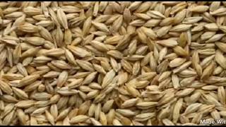 What is Barley amp Benefits for Budgie Parrot in Summer barley benefits budgie birds in Urdu [upl. by Det]