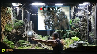 I Used an Endoscopic Camera to Peek Into an Ant Nest in My Giant Ecosystem Vivarium [upl. by Seessel]