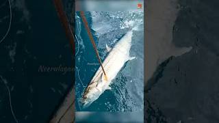 Big King Fish Caught Using Live Vermilion Snapper Fish fishing fishingvideo fishingtime [upl. by Yrrak]