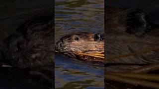 ¿Como cargan los Castores Troncos pesados en el agua sabiasque curiosidades castor castores [upl. by Yttik]