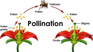 mode of reproduction in pollination plant breeding ki online class✍️✍️ [upl. by Rabbaj924]