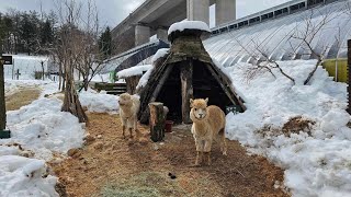 Animal Farm in Gang neung City [upl. by Arykat]