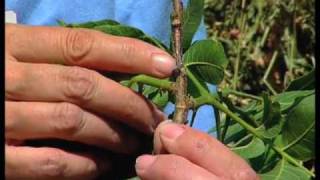 How To Control Spider Mites On Pyracantha [upl. by Atal]