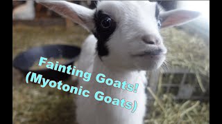 All about Fainting Goats [upl. by Victory]