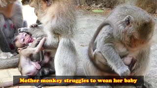 Mother monkey struggled to wean her stubborn baby monkey the baby monkey screamed in protest [upl. by Dlonra]