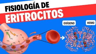 Fisiología de eritrocitos o glóbulos rojos [upl. by Nahsez787]