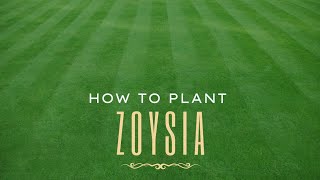 How To Plant Zoysia  The StepByStep Guide to plugs [upl. by Cris]