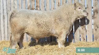 2 YearOld Charolais Bull  JGL 66K [upl. by Dalston]