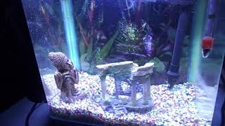 All Pond Solutions 14 Litre Nano AquariumUpdatetank started leaking after ten month [upl. by Almire]