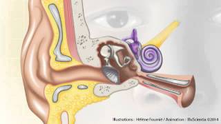 Ear anatomy  animation [upl. by Alena]