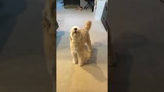 Labradoodle howling [upl. by Ytirev]