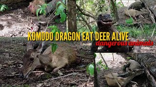 KOMODO DRAGON ATTACK AND EAT ALIVE DEER  ANIMALS  Rinca Island  Komodo Island [upl. by Andie]