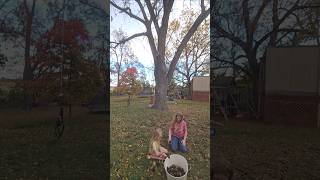 Foraging the Homestead Black Walnuts [upl. by Ylenats]