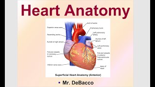 Heart Anatomy [upl. by Castora]