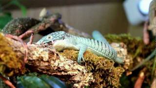 Abronia graminea feeding HD [upl. by Akeimat]