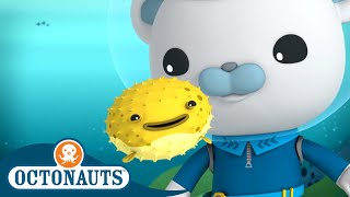 Octonauts  Porcupine Puffer amp The Scared Sperm Whale  Cartoons for Kids  Underwater Sea Education [upl. by Ruelle]