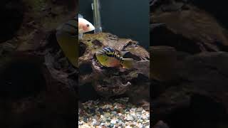 Cichlid tank cichlid cichlidtank cichildfish aquariumfish fish [upl. by Alak724]