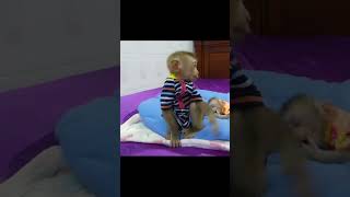 molly playing with newborn zuji funnyvideo animalvideo newbornanimal pet [upl. by Meriel]