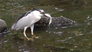 Night Herons Great Blue Herons amp Others Feasting on Herring [upl. by Nerrual837]