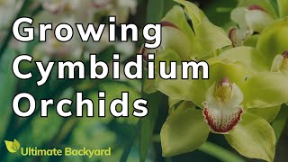 How to Grow and Care For Cymbidium Orchids [upl. by Mcgee]