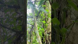 Chrysopelea Ornata See how fast they climb angkor nature angkorjungle [upl. by Giglio695]