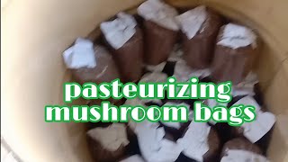 how to pasteurize mushroom fruiting bags [upl. by Thury]