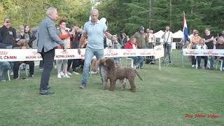 Lagotto Romagnolo Best in Show [upl. by Kinelski]