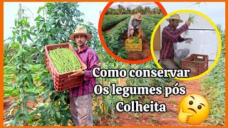 Como conservar legumes após a colheita verduras fresquinha para a venda [upl. by Oinotnaesoj]