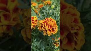 Ganda Caltha Gols bloom Garden Marigold Holligold Gold bloom Marybud Pot Marigold [upl. by Truelove762]