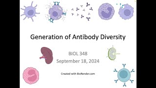 Immunology Fall 2024 Lecture 11 Generation of Antibody Diversity VDJ Recombination Part 1 [upl. by Blossom]