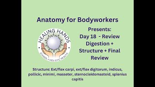 Day 18 of Online Anatomy for Bodyworkers Review Digestion Structure amp Review Final [upl. by Gibbie]