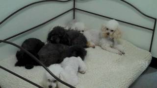 Six Toy Poodles Arrive at Poodle Rescue of Houston [upl. by Dennie]