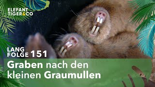 Nachwuchshoffnung bei den Graumullen Langfolge 151  Elefant Tiger amp Co  ARD [upl. by Nylla366]