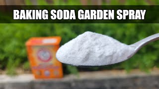 Baking Soda Pesticide and Fungicide Spray [upl. by Neerod796]