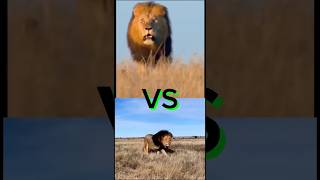 King Vs King Lion Vs Lion real fight lion lionvslion jungle animals shorts safari [upl. by Mara]