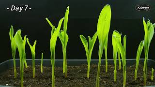 Watch My Sweet Corn Seedlings Grow in JUST 14 Days 🌽  Timelapse Magic [upl. by Ronn]