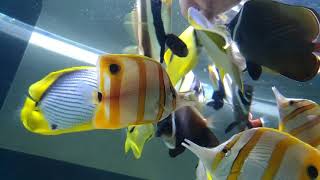 butterfly fish only tank feeding冬瓜搶餌 [upl. by Notsyrb668]