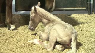 AllNew Foal Training Series from Clinton Anderson [upl. by Ameerahs]