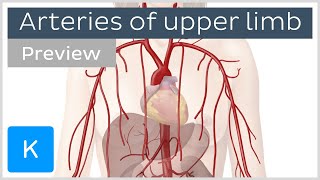 Arteries of the upper limb preview  Human Anatomy  Kenhub [upl. by Aurilia]