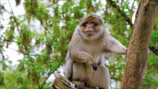 The Barbary macaque  Algeria Libya Tunisia and Morocco [upl. by Hecker]