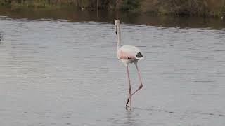 Phoenicopterus roseus Greater Flamingo [upl. by Islek720]