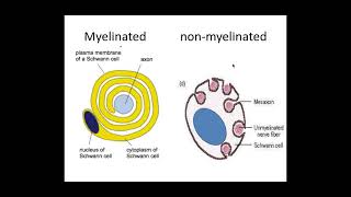 513 Neuronal Communication b Sensory relay and motor neurones and myelination [upl. by Airtemak881]