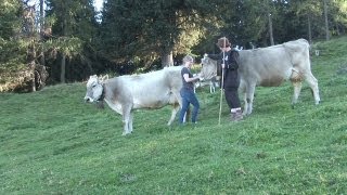 Arbeiten auf der Alm – Almhütten in Tirol Österreich 🐮 [upl. by Lamee]